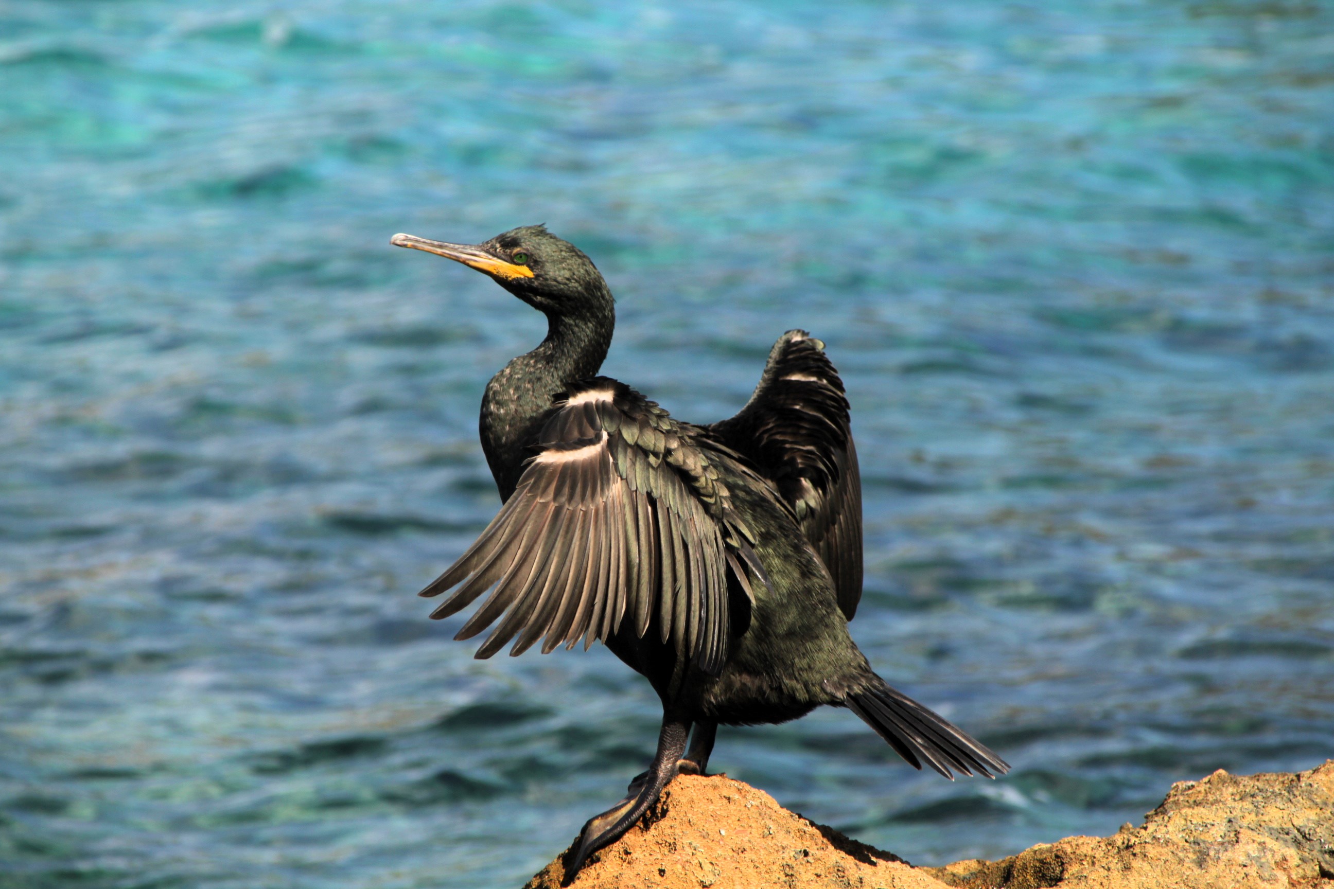Uccello sul mare